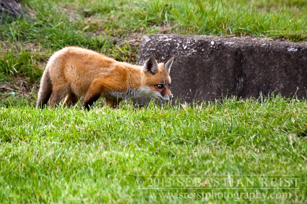 Red Fox