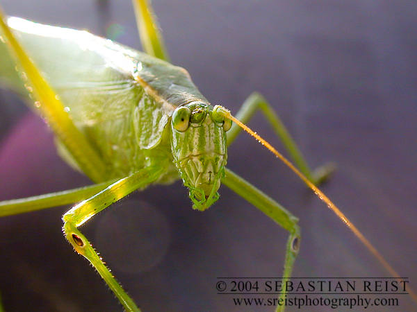 Katydid