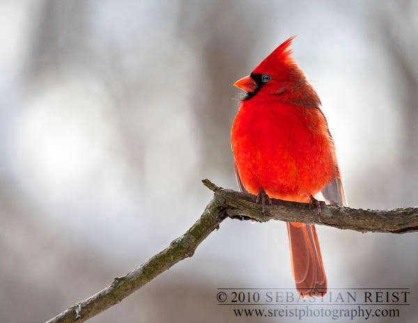 Northern Cardinal