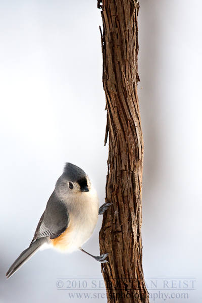 Tufted Titmouse