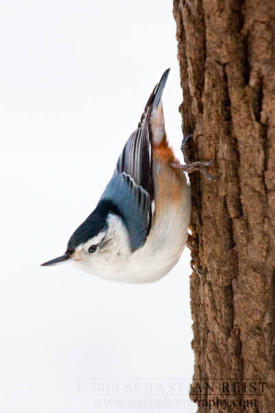White-breasted Nuthatch