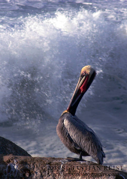 California Brown Pelican (Pelecanus occidentalis californicus)