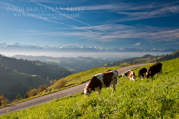 Simmental Cows