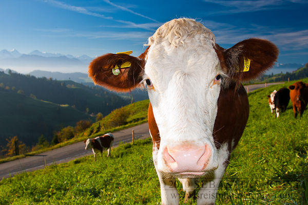 Simmental Cow