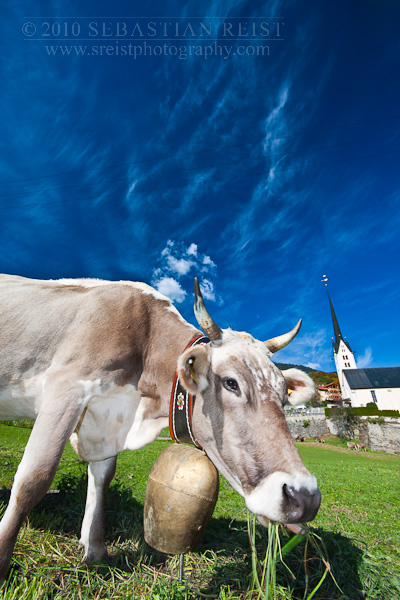 Brown Swiss Cow