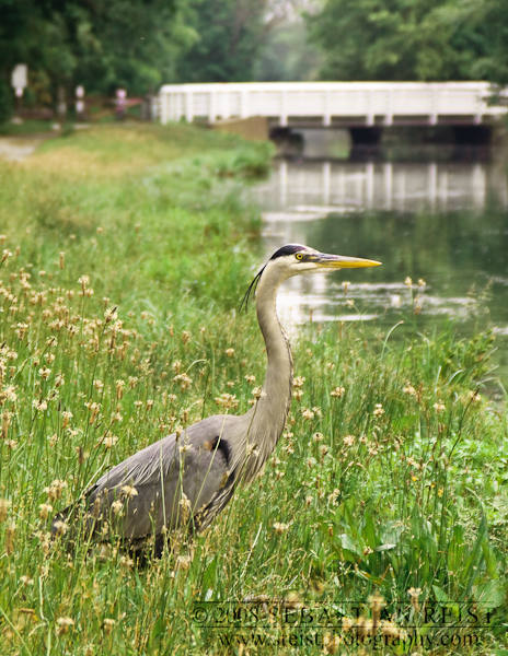 Great Blue Heron (Ardea herodias)