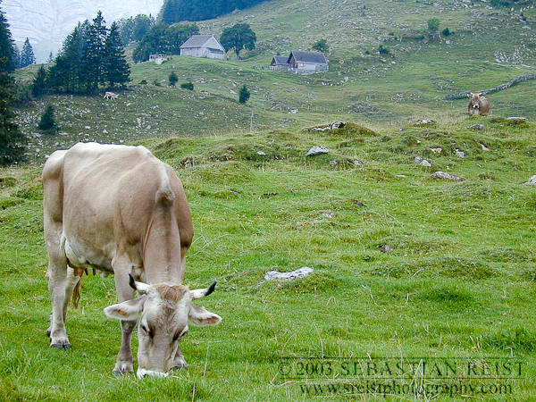 Brown Swiss Cow in Appenzell Switzerland