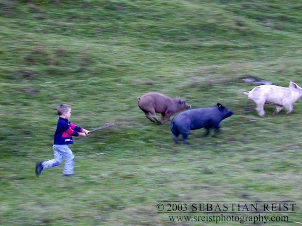 Boy and swine in Appenzell, Switzerland