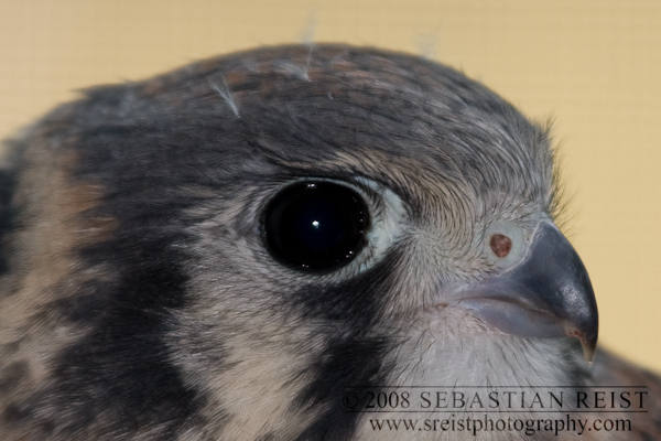 American Kestral (Falco sparverius)