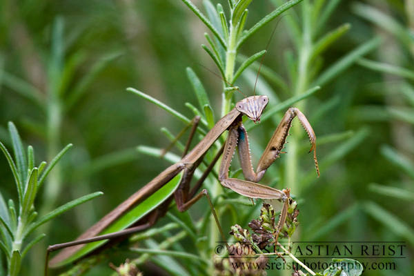 Carolina Praying Mantis on Thyme