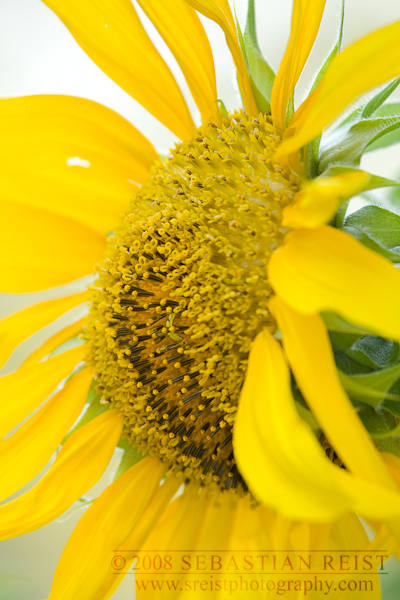 Inchworm in a Monmouth Sunflower