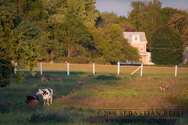 Bucks Fighting in Dairy Cow field