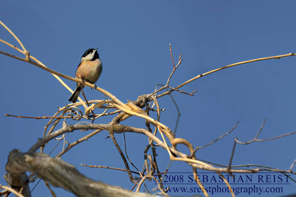 Black Capped Chickadee (Poecile atricapillus)