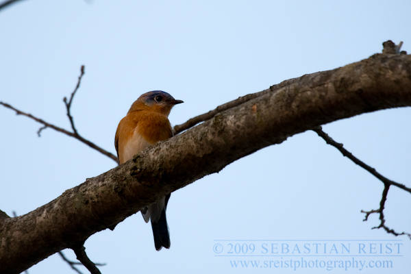 Eastern Bluebird (Sialia sialis)