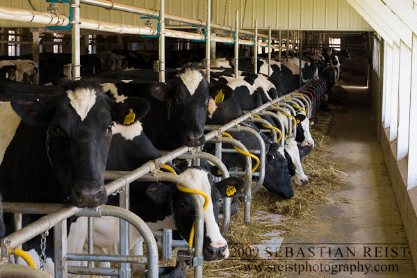 Tie Stall Barn Cows