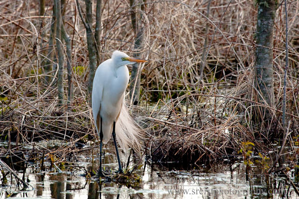 Great Egret
