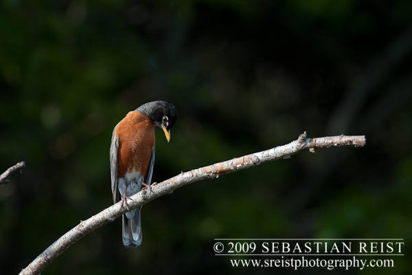American Robin (Turdus migratorius)