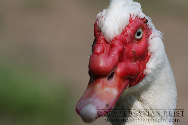Muscovy Duck (Cairina moschata)
