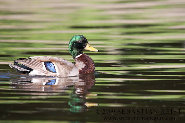 Mallard