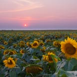 SUnflowers in North Dakota