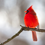 Northern Cardinal