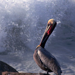 Brown Pelican