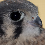 Kestral