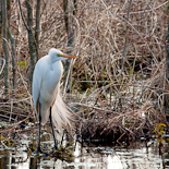 Great Egret