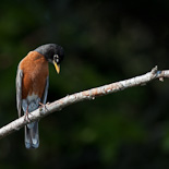 American Robin